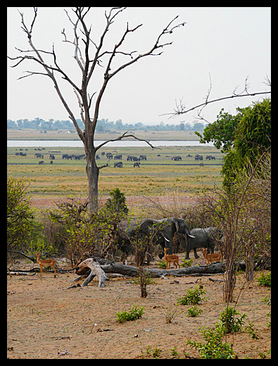 chobe river