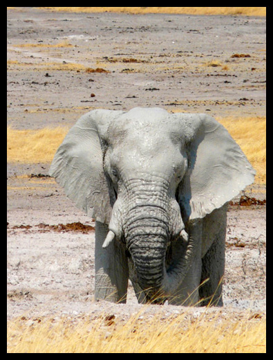 Etosha