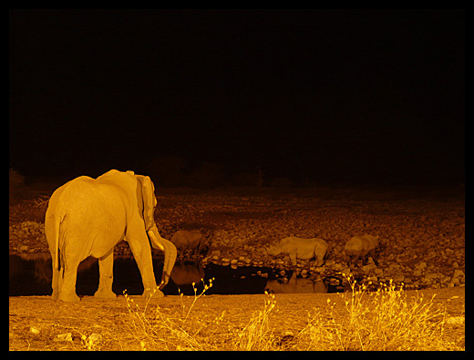 elephant