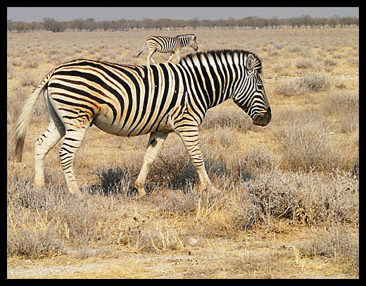 zebre