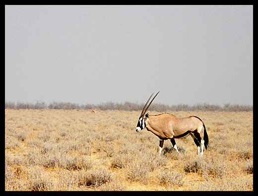 oryx