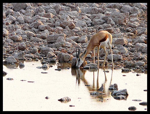 Springbok