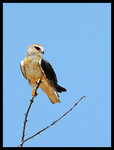 rapace Etosha