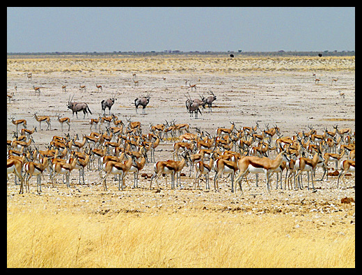 Etosha