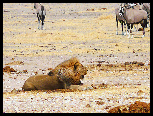lion