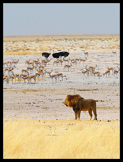 lion