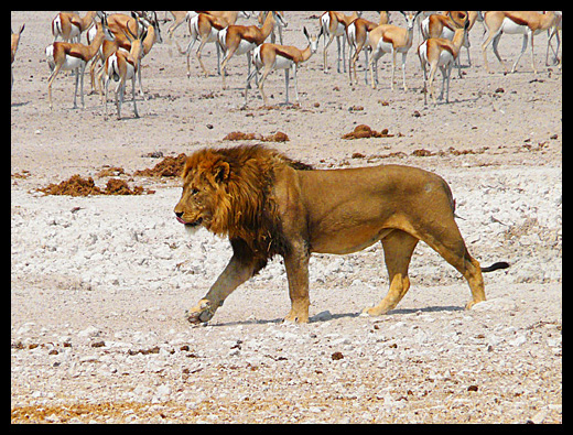lion