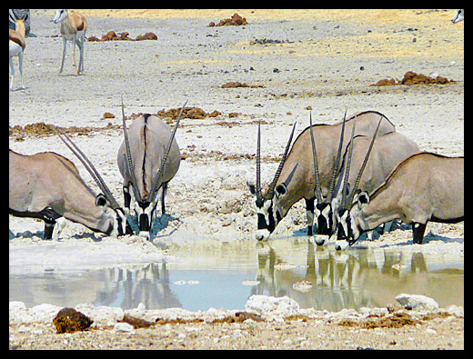 oryx