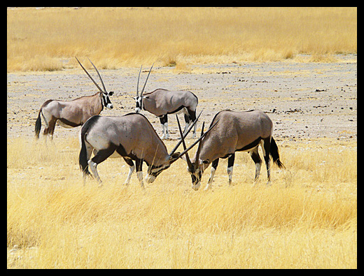 oryx