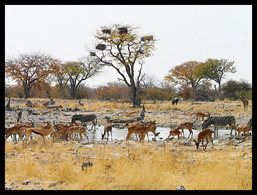 etosha