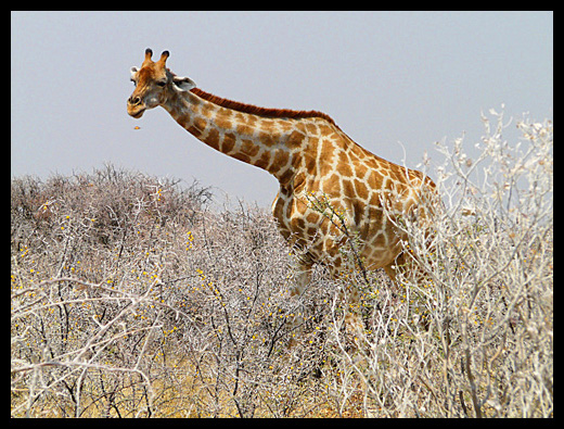 girafe