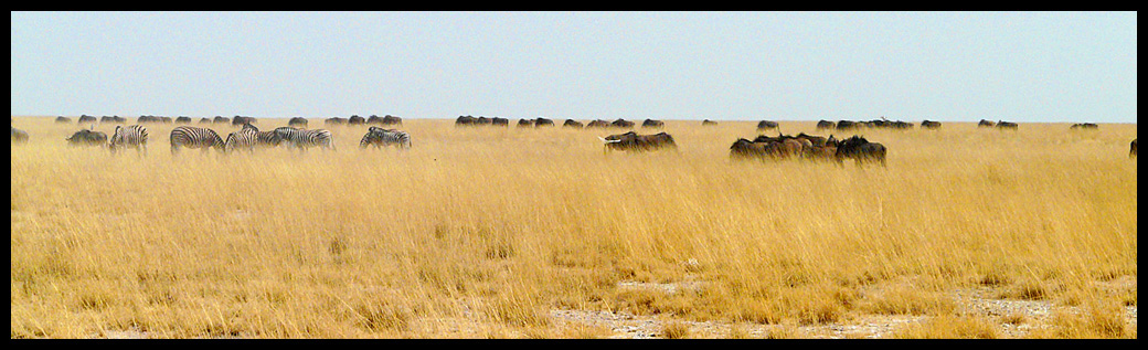 etosha