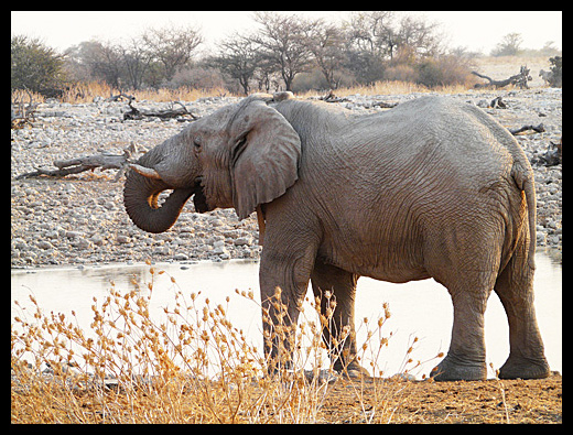 elephant