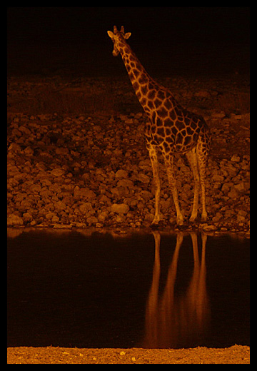 girafe