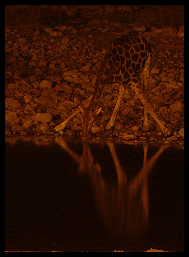 girafe