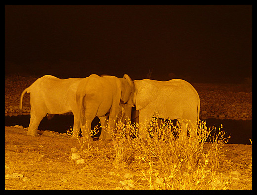 elephant