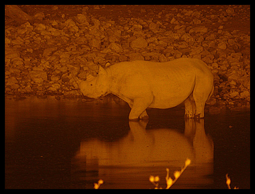 Rhinoceros