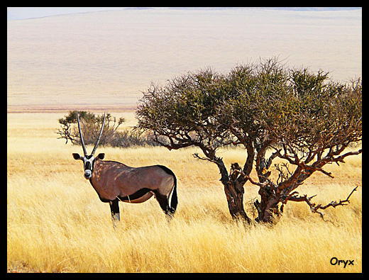 springbok