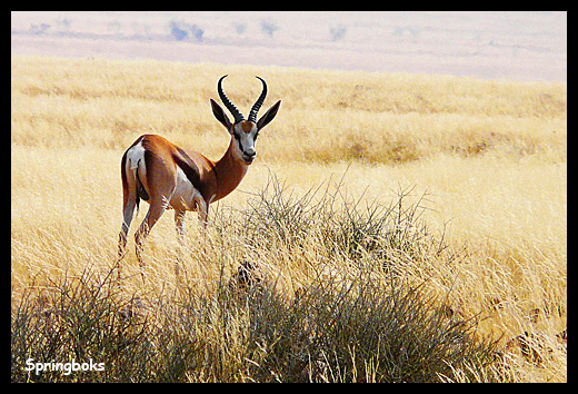 oryx