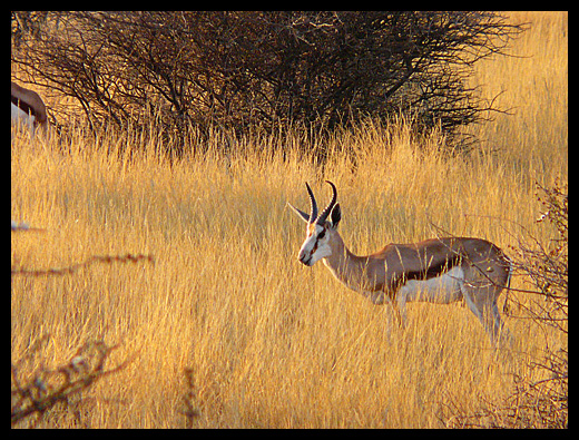 springbok