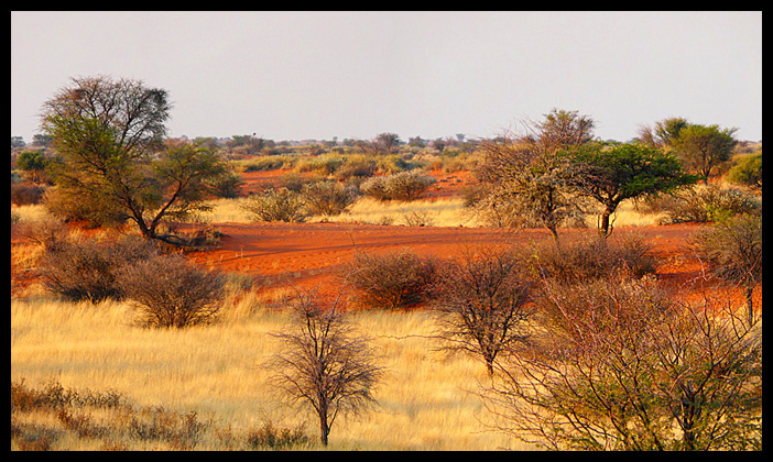 Désert du Kalahari