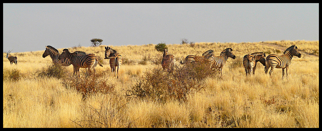 zèbre Kalahari