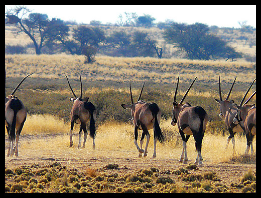 Oryx
