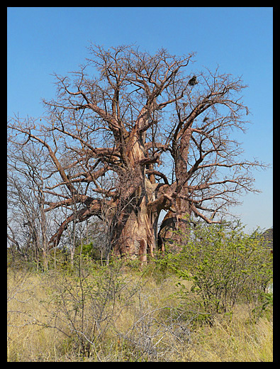baobab
