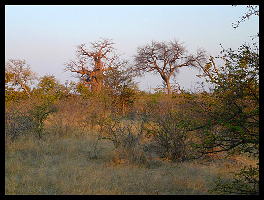 Makgadikadi