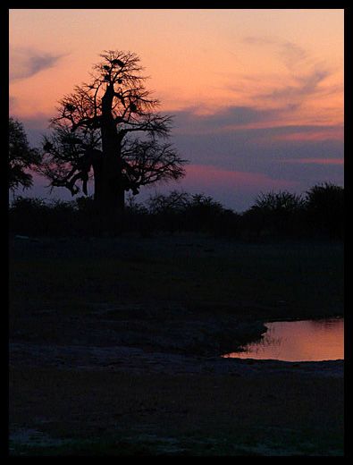 baobab