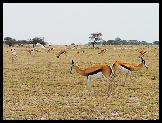 springbok