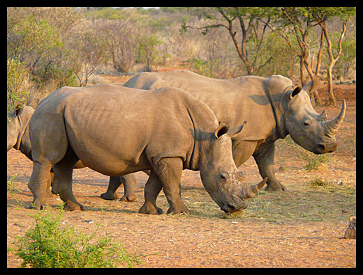 rhinocéros