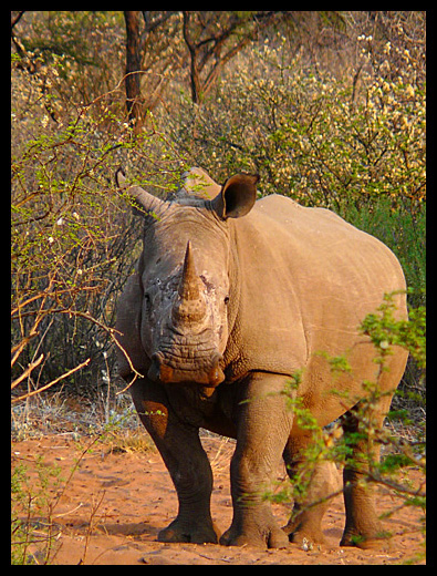 rhinocéros