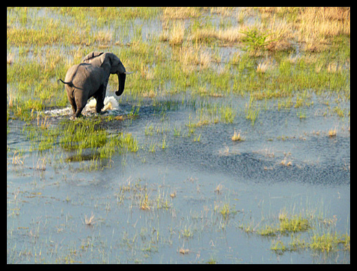 elephang de l'Okavango