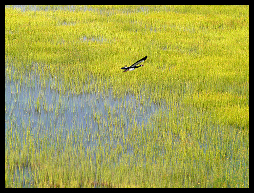 l'Okavango