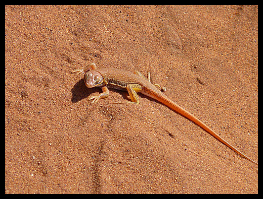 Aporosaura anchietae