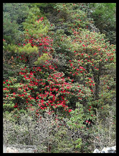 Rhododendrons