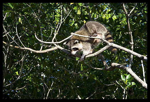 raton-laveur mangrove