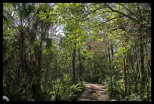 Big Cypress hammocks