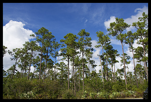 pinede Floride