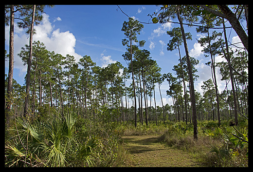 pinede Everglades