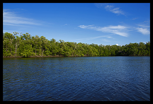 mangrove Floride