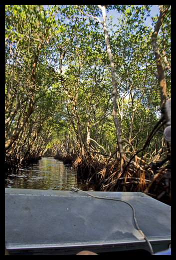 airboat mangrove