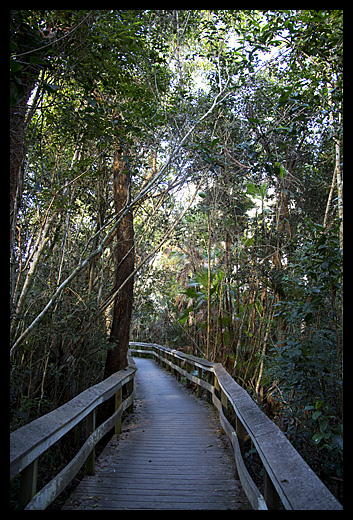 Mahogany Hammock trail Everglades