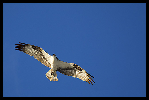 Balbuzard pecheur