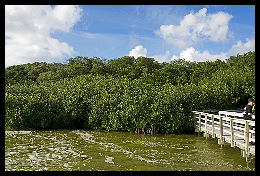 Mangrove Everglades