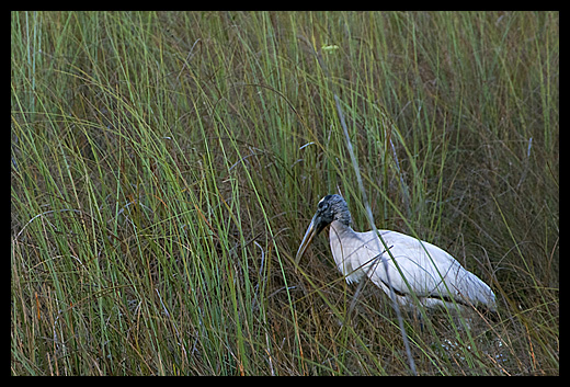 echassiers Everglades