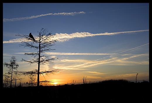 sunset Everglades