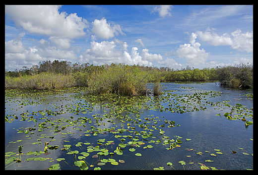 Anhinga trail