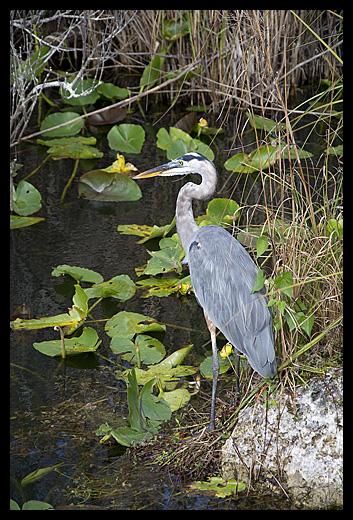 héron cendré Floride